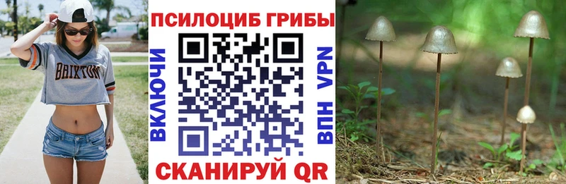 продажа наркотиков  Собинка  Псилоцибиновые грибы Magic Shrooms 